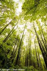 Green trees at Hartwick Pines State Park in Crawford County, Michigan