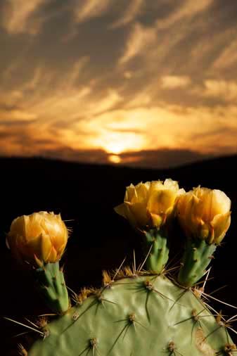 Booming Prickly Pear cactus along the New River, Arizona