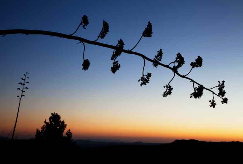 Century plants (Agave chrysantha) on Mt. Ord in the Mazatzal Mts., Arizona