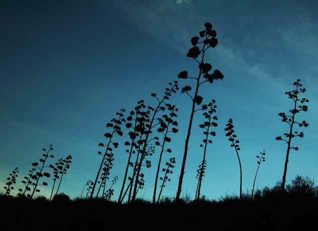 Century plants (Agave chrysantha) on Mt. Ord in the Mazatzal Mts., Arizona