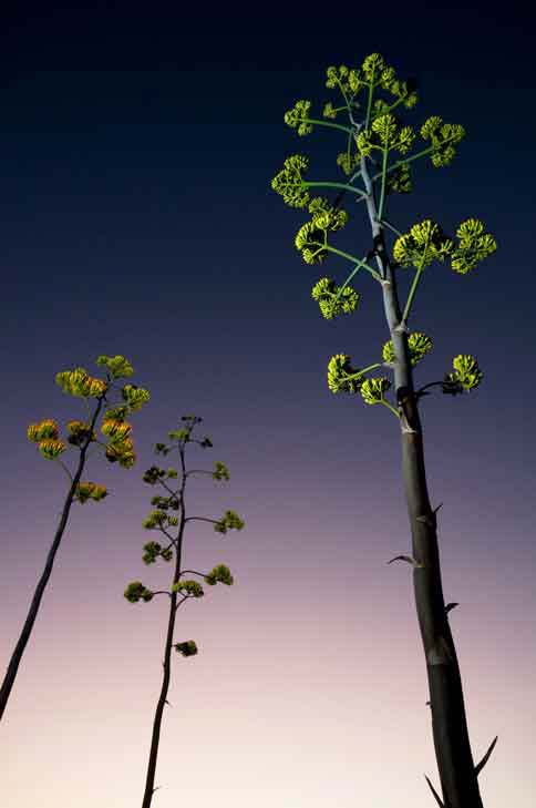 Century plants (Agave chrysantha) on Mt. Ord in the Mazatzal Mts., Arizona