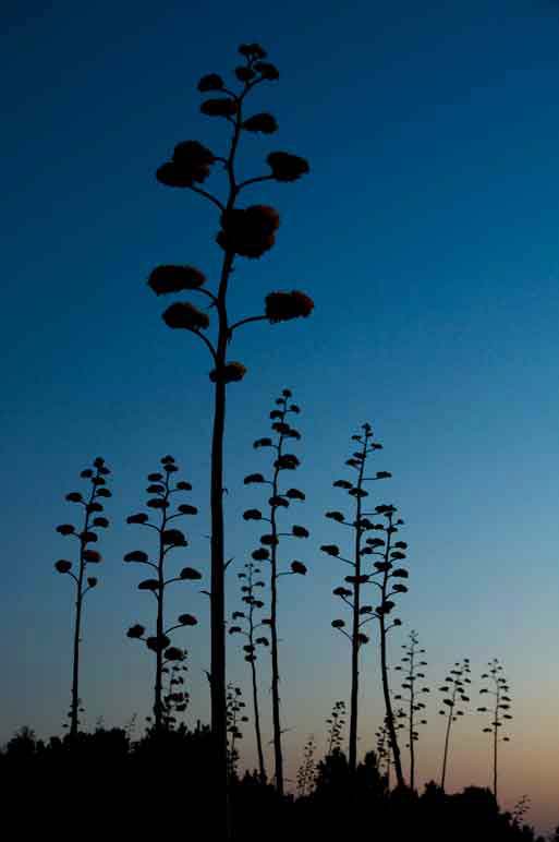 Century plants (Agave chrysantha) on Mt. Ord in the Mazatzal Mts., Arizona