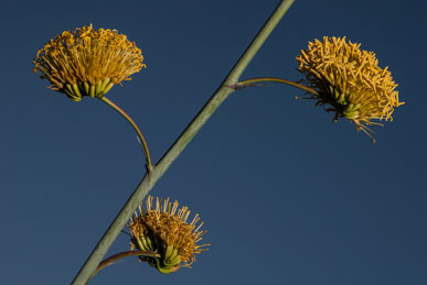 A blooming century plant at Organ Pipe Cactus National Monument, Arizona