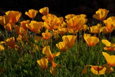 Mexican Goldpoppies on the Tonto National Forest, Arizona.