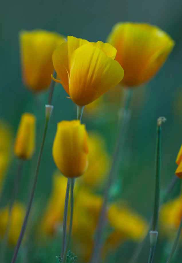Wildflowers, including Mexican Goldpoppies, in the southern Arizona desert
