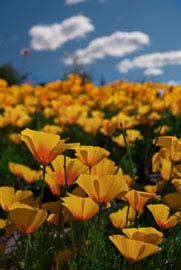 Wildflowers, including Mexican Goldpoppies, in the southern Arizona desert