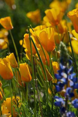 Wildflowers, including Mexican Goldpoppies, in the southern Arizona desert