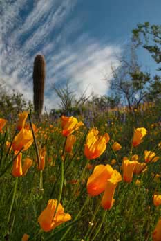 Wildflowers, including Mexican Goldpoppies, in the southern Arizona desert