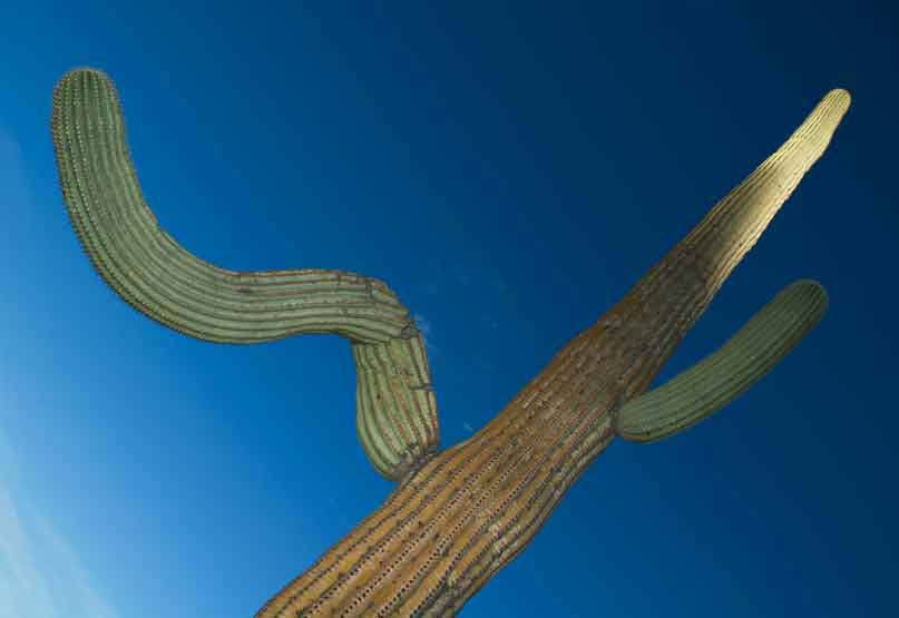 Saguaro cactus in the Tucson Mts. (Sagauro National Park West), Arizona