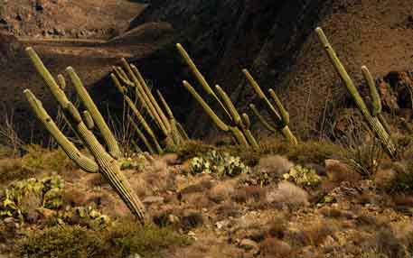 Saguaros at Perry Mesa (Agua Fria National Monument), Arizona
