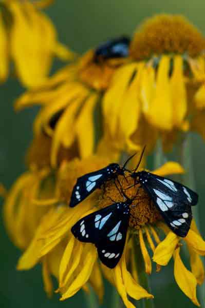 Wildflowers with moths in the San Francisco Peaks, northern Arizona