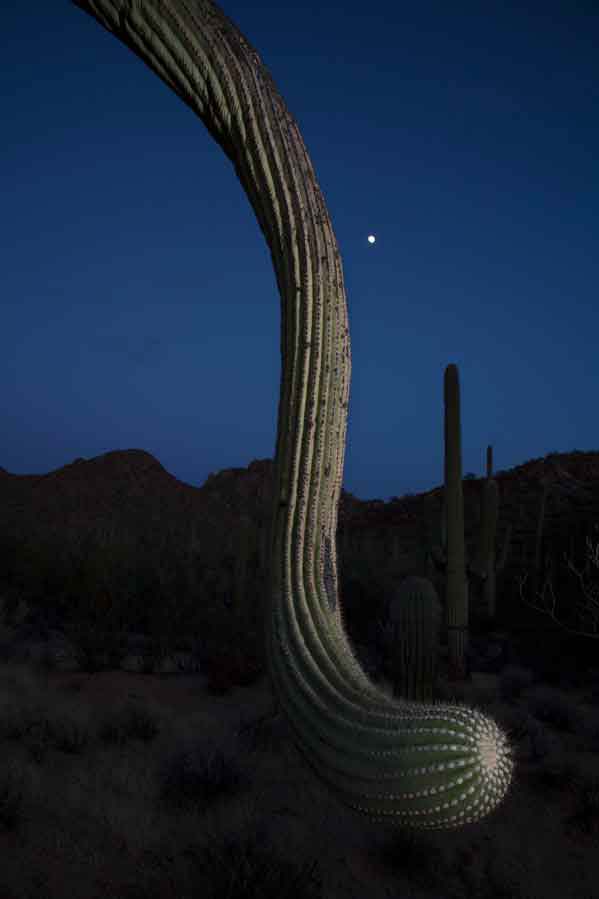 Saguaro cactus in the Tucson Mts. (Sagauro National Park West), Arizona
