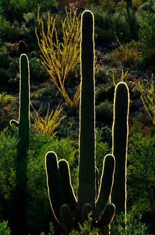 Saguaro cactus in the Tucson Mts. (Sagauro National Park West), Arizona