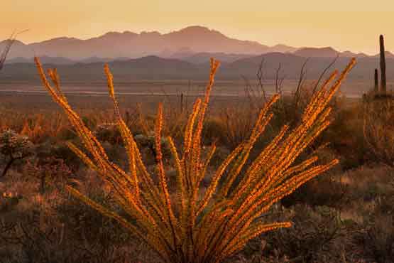 Ocotillo in the Tucson Mts. (Sagauro National Park West), Arizona