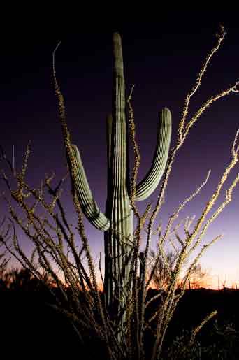 Saguaro cactus and ocotillo in the Tucson Mts. (Sagauro National Park West), Arizona