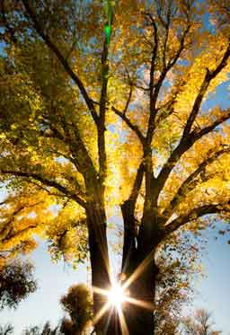 Yellow trees and the late-afternoon sun in the fall along Ash Creek, Arizona