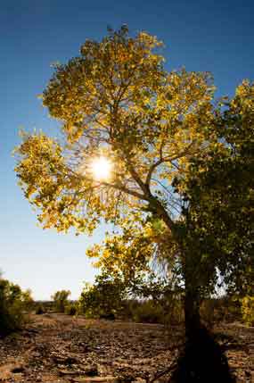 Yellow trees and the late-afternoon sun in the fall along Ash Creek, Arizona