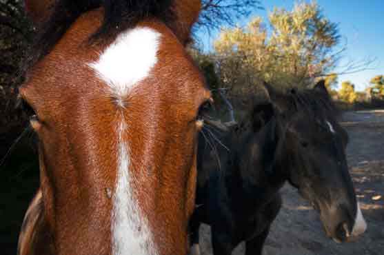 Horses along Ash Creek, Arizona