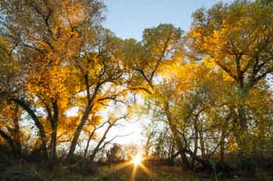 The autumn sun sets on Cienega Creek, central Arizona.