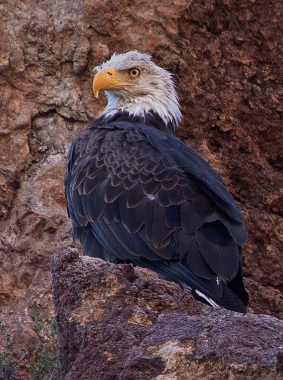 A coatimundi at Saguaro Lake in the Arizona desert