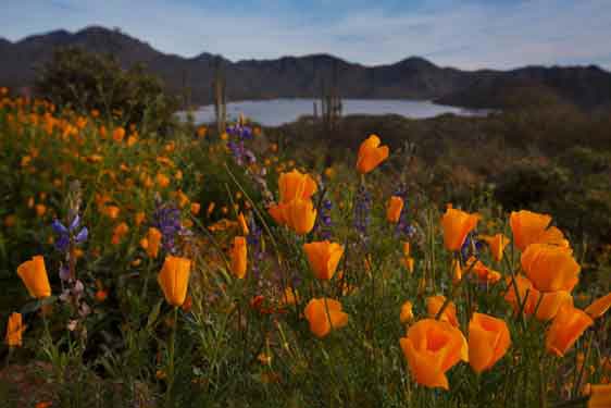 Wildflowers (Mexican Goldpoppies) near Bartlett Lake, Arizona