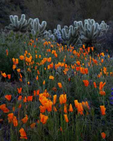 Desert wildflowers (Lupins and Poppies) near Bartlett Lake, Arizona