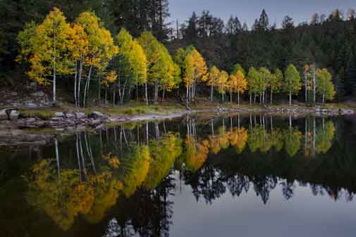 Autumn aspen trees at Bear Canyon Lake atop the Mogollon Rim in Arizona