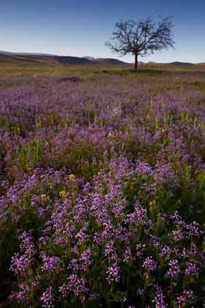 Wildflowers (Crossflowers) in the Black Hills on the Prescott National Forest, Arizona