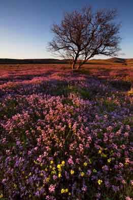 Wildflowers (Crossflowers) in the Black Hills on the Prescott National Forest, Arizona