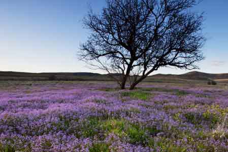 Wildflowers in the Black Hills of Arizona on the Prescott National Forest