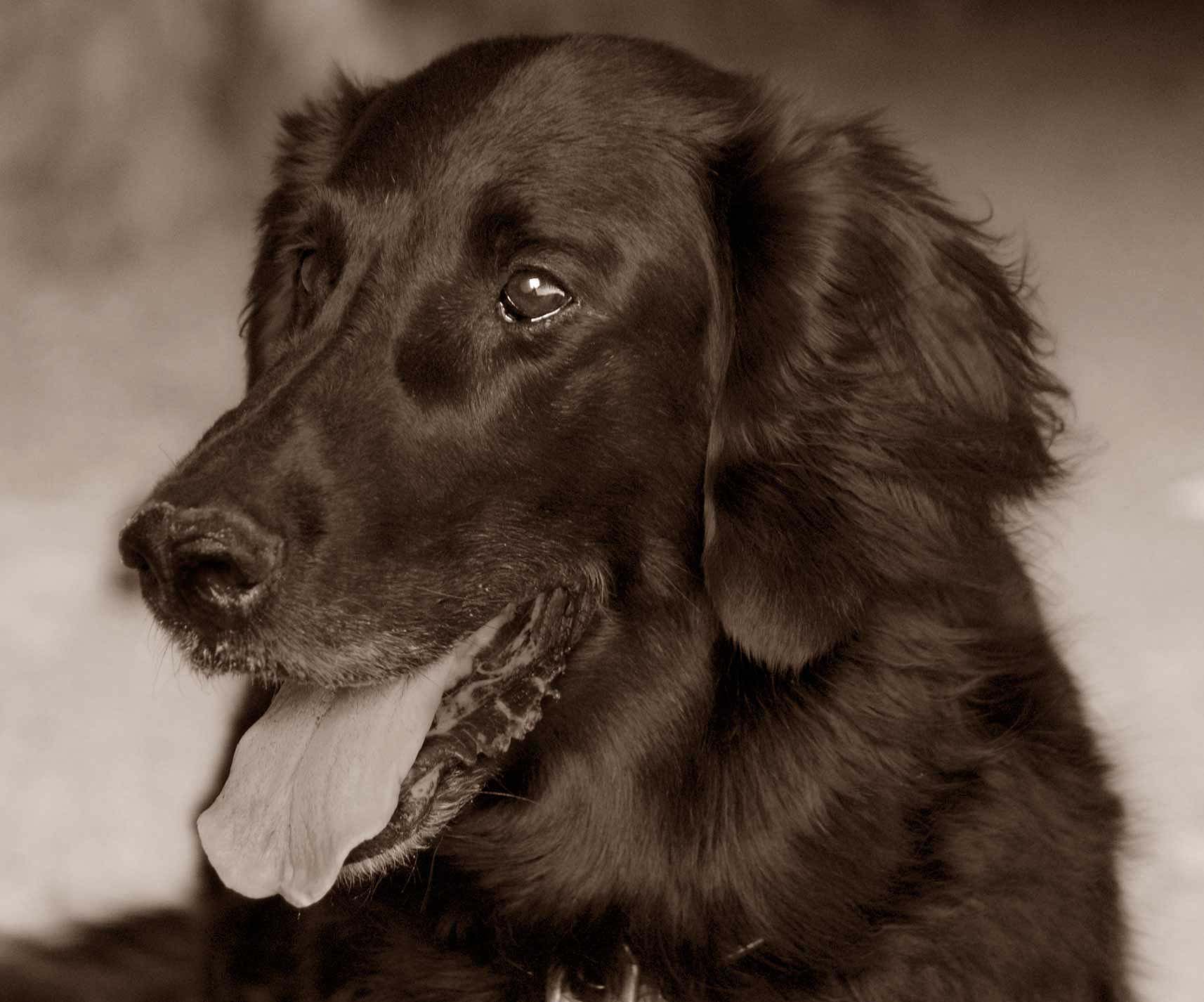 Blue Dog the Flat Coated Retriever