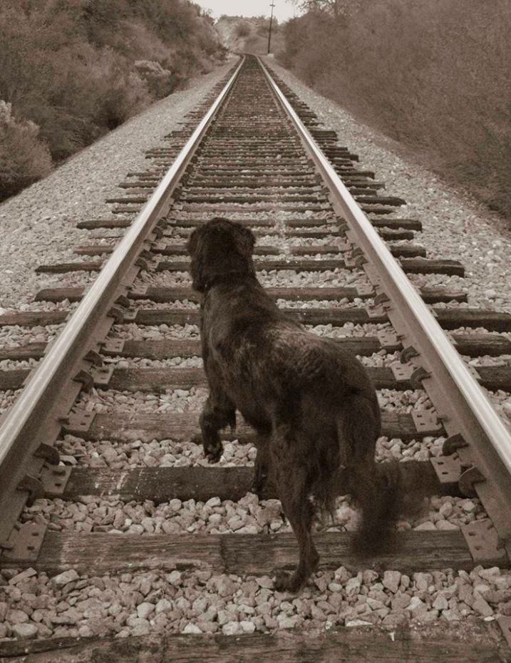 Flat Coated Retriever