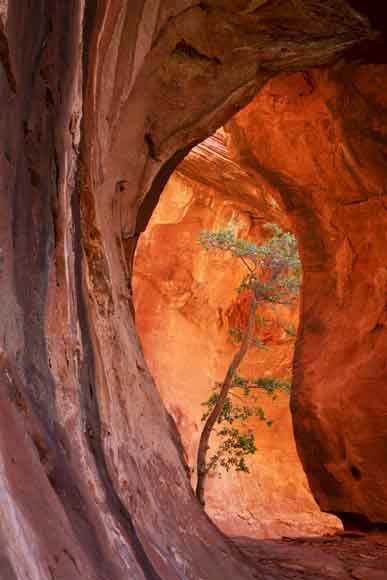 Lone tree in an alcove high in Boynton Canyon, Arizona (northwest of Sedona)