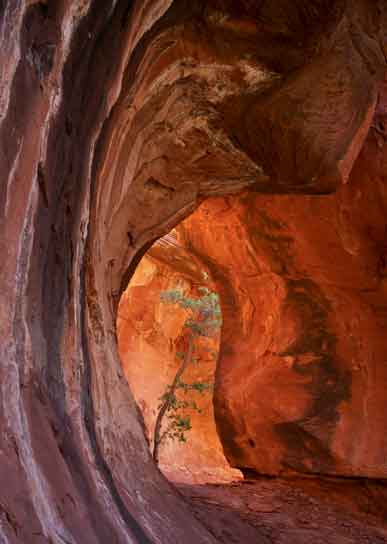 Lone tree in an alcove high in Boynton Canyon, Arizona (northwest of Sedona)