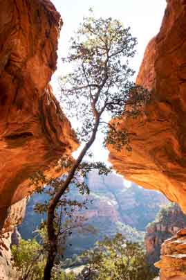 Lone tree in an alcove high in Boynton Canyon, Arizona (northwest of Sedona)