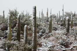 Snow-covered saguaro cactus in the Bradshaw Mts., Arizona