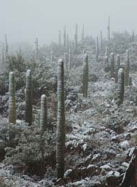 Snow-covered saguaro cactus in the Bradshaw Mts., Arizona