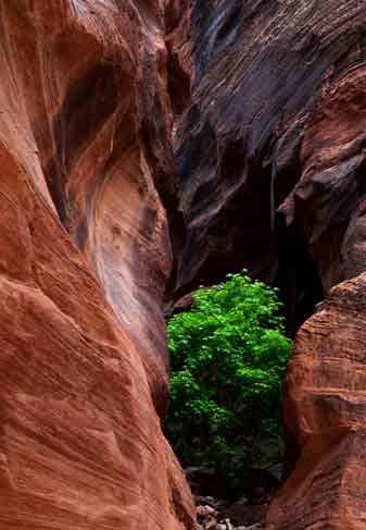 Tree in Buckskin Gulch slot canyon, Utah