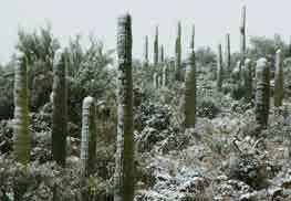 Snow in the Bradshaw Mts., Arizona
