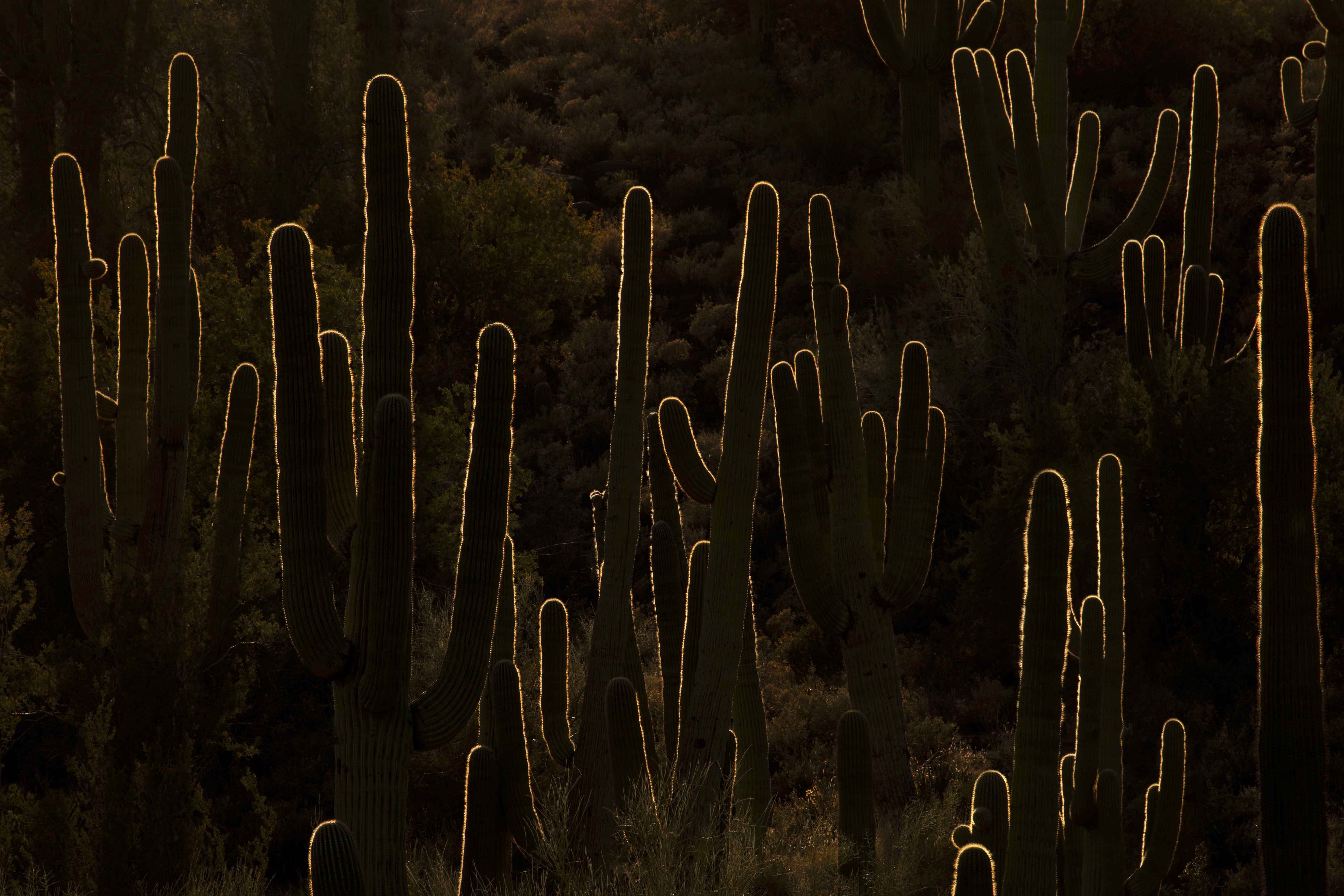 Heavily backlit saguaros at sunset in the Spur Cross Conservation area along Cave Creek, Arizona.