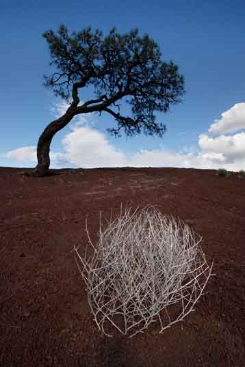 Lone pine and tumbleweed in the Cinder Hills of northern Arizona.