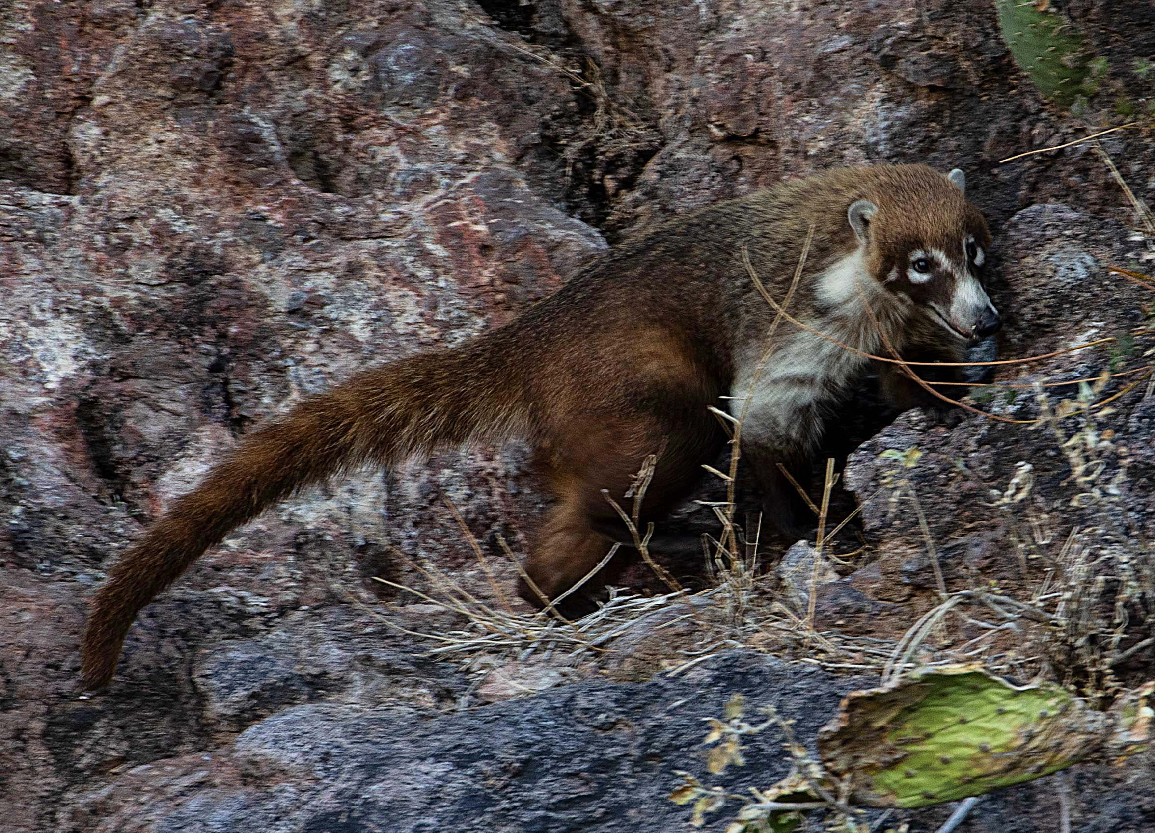 A coatimundi at Saguaro Lake in the Arizona desert