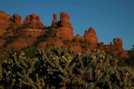 Cholla cactus beneath the Cockscomb rock formation on the Coconino National Forest, Arizona.