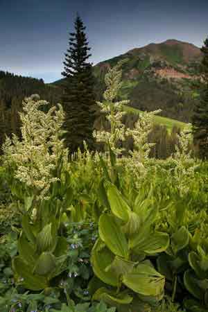 Wildflowers in Colorado