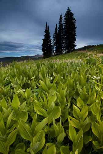 Corn Lilies in Marshal Gulch, Colorado