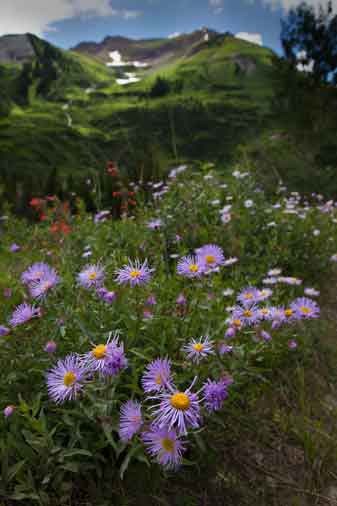 Wildflowers in the Colorado Rocky Mts.