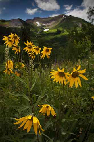 Wildflowers in the Colorado Rocky Mts.