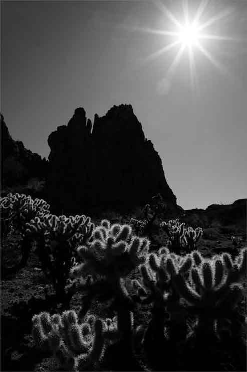 Cholla in the Crater Range of southern Arizona (black and white).