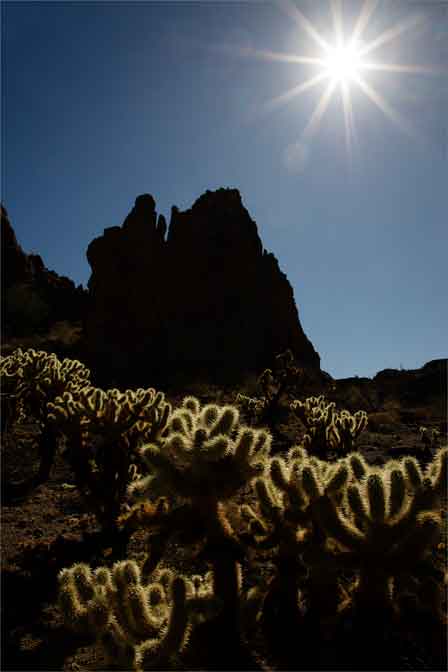 Cholla in the Crater Range of southern Arizona (color).