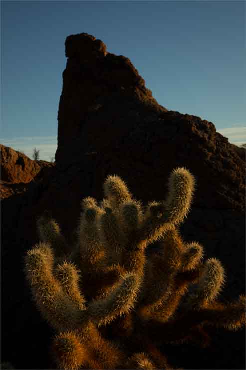 Cholla in the Crater Range of southern Arizona.